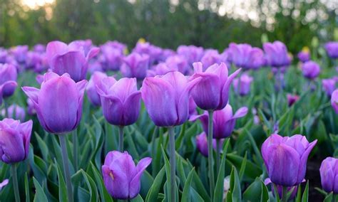 Be Bold With Tulips And Fall Bulbs Gardeners Supply