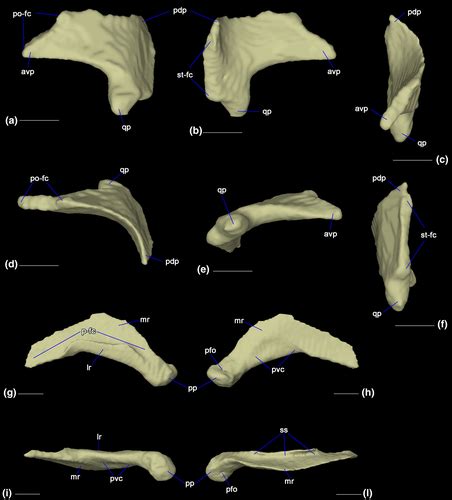 Cranial anatomy of the Galápagos marine iguana Amblyrhynchus cristatus (Squamata: Iguanidae ...