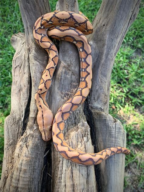 Orange Glow Sunfire Reticulated Python By Scale House Morphmarket