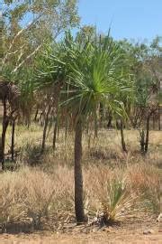 pandanus sp giant key buy seeds  rarepalmseedscom