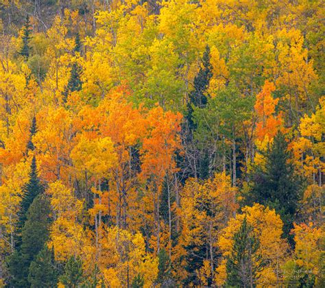 Images of Fall Colors in Rocky Mountain National Park Colorado