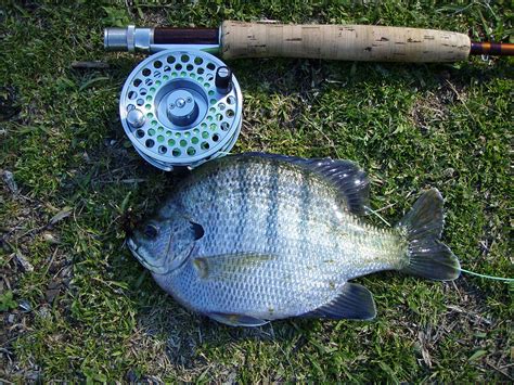 Hybrid Bluegill | Lake Master Pros | Pond and Lake Stocking