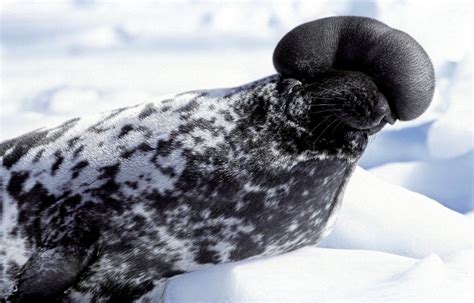 Hooded Seal Ocean Treasures Memorial Library