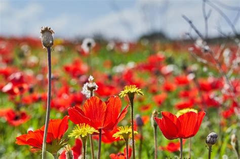 Flores Silvestres De An Mona Roja Florecen En Primavera Contra El Cielo