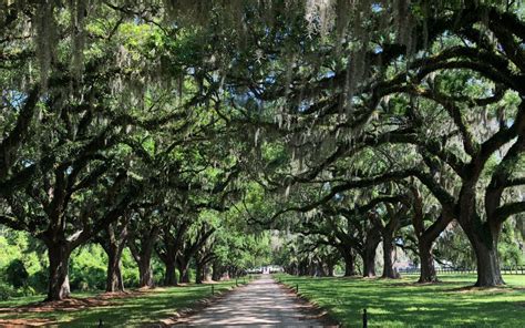 Tour Details Boone Hall Plantation Gardens