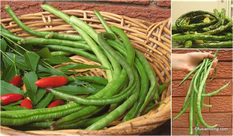 Grow Snake Beans (Yard Long Beans) for a tasty fried bean dish! | Grow Your Own Veg Blog ...