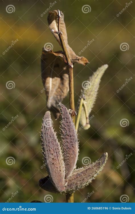 Pods On A Branch Of Milkweed Plant Stock Photo Image Of Plant Flower