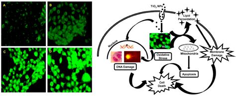 IJMS Free Full Text The Role Of Reactive Oxygen Species ROS In