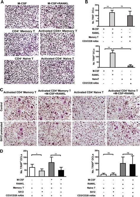 Effect Of Mab A On Activated Tm Mediated Osteoclastogenesis A B