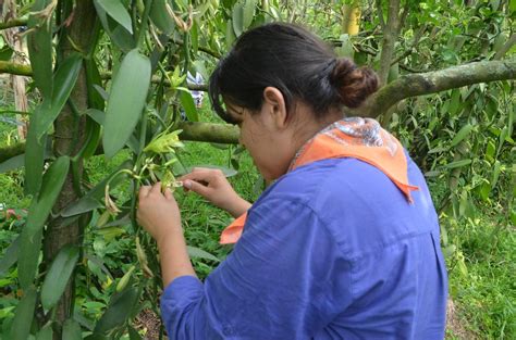 Curso de producción de vainilla para productores en Veracruz