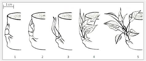 Schematic Presentation Of The Five Discrete Classes Used For Scoring