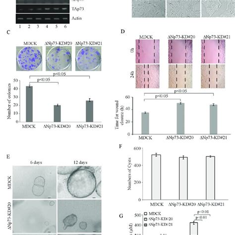 Knockdown Of P21 Alters Mdck Cell Morphogenesis In 2 D And 3 D Download Scientific Diagram