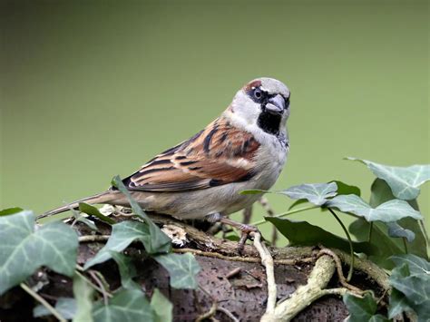 Bilan Du Week End National De Comptage Des Oiseaux Des Jardins De