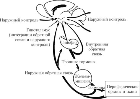 Гипофиз, Гипоталамо-гипофизарная система - НЕЙРОФИЗИОЛОГИЯ