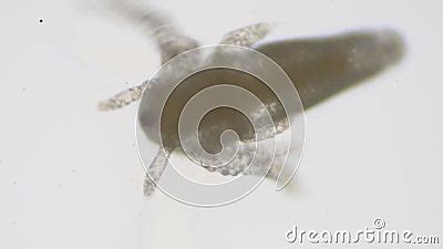 Baby of brine shrimp. stock footage. Video of plankton - 113606512