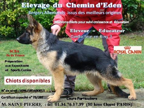 Elevage Du Chemin D Eden Eleveur De Chiens Berger Allemand