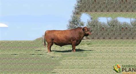 Lowline Cattle: The Math Of Breeding Lowline Cattle - Farming Plan