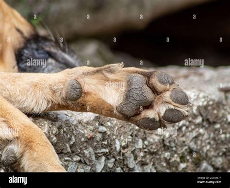 Dog Footprint Hi Res Stock Photography And Images Alamy