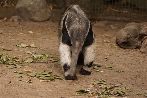 Fourmilier géant Myrmecophaga tridactyla Giant anteater Flickr