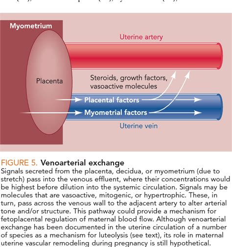 Figure From Uterine Hemodynamics During Pregnancy Blood Flow