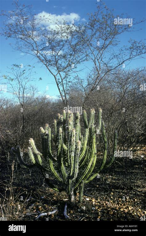 Caatinga Brazil Stock Photos & Caatinga Brazil Stock Images - Alamy