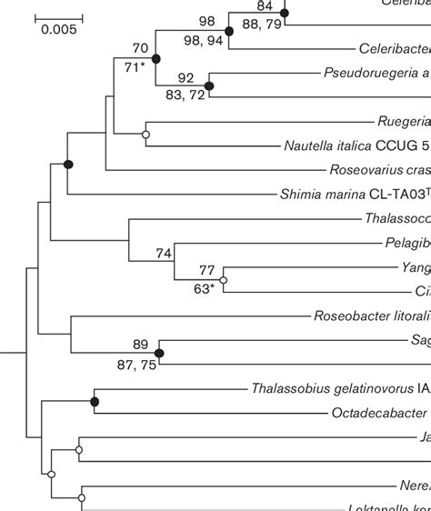 Neighbour Joining Phylogenetic Tree Based On 16s Rrna Gene Sequences