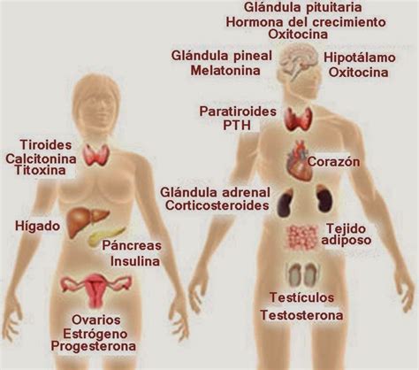 El Profe LÓpez Sistema Endocrino