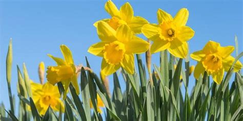 Narciso Come Coltivare E Quando Piantare Il Fiore Dellegoismo Greenme