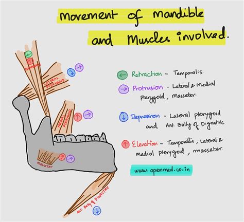 Movement Of Mandible And Muscles Involved