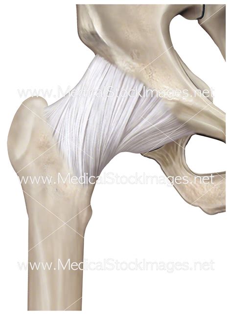 Hip Joint Articular Capsule – Medical Stock Images Company