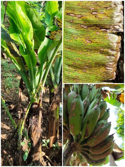 MENGENAL HAMA PENYAKIT UTAMA TANAMAN PISANG DAN PENGENDALIANNYA