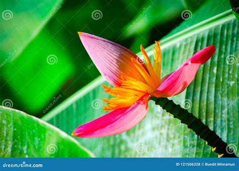 Beautiful Close Up Of Blooming Pink Banana Flower Musa Velutina In A