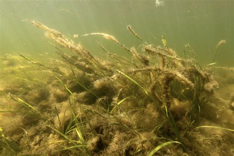 Gallery Community Eelgrass Restoration Initiative