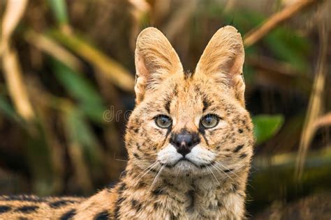 Serval Serval De Leptailurus Imagem De Stock Imagem De Longo Olhos