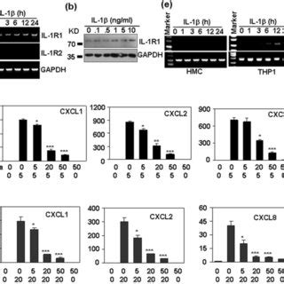 The Effect Of IL 1 On The MRNA Expression Of CXC Chemokines A The