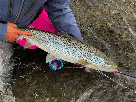 Nautilus Reels The Big Wild Browns Of Iceland Never