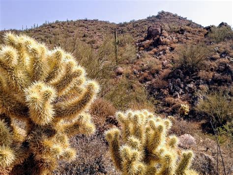 Teddy Bear Cholla lives up to Jumping Cholla nickname - Explore Arizona's natural wonders