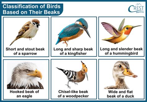 Types Of Birds Class 3 Notes Science Olympiad