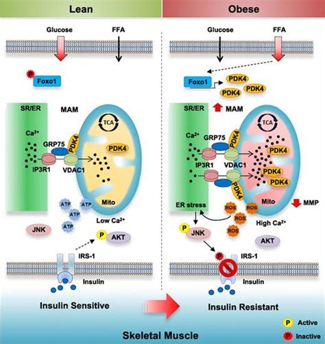 Pdk4 Augments Er Mitochondria Contact To Dampen Skeletal Muscle Insulin Signaling During Obesity