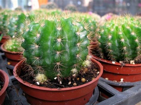 C Mo Cultivar Un Cactus A Partir De Semillas Y Brotes En Casa