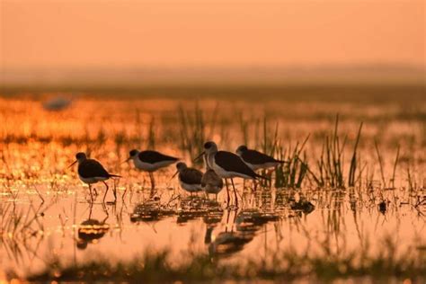 Top Ten Ramsar Sites In India To Visit For Birding