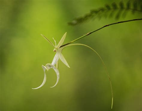 Ghost Orchid on Green | Big Cypress National Preserve, Florida | Florida Landscape Photography ...