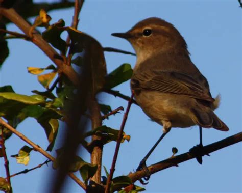 Plain Leaf Warbler Facts Diet Habitat And Pictures On Animaliabio