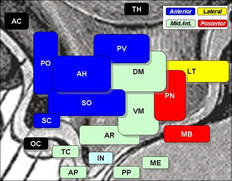 Arcuate nucleus - Alchetron, The Free Social Encyclopedia