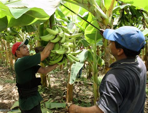 Pdn Agrcola Cultivo De Platano