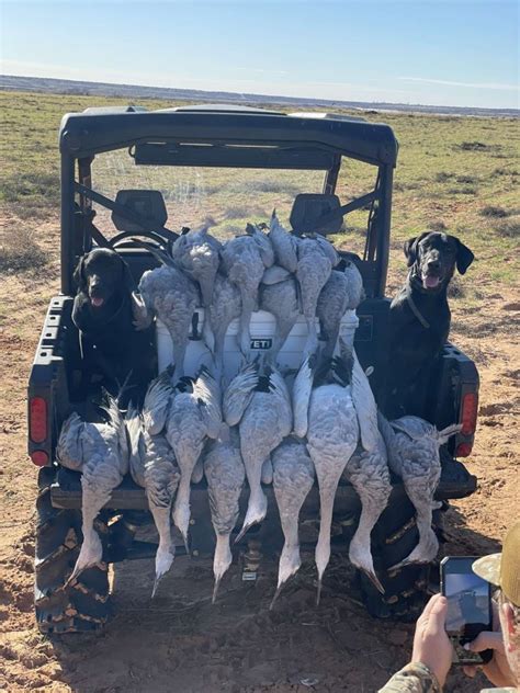 Guided Sandhill Crane Hunts Near Lubbock Tx West Texas Safaris