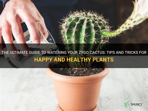 The Ultimate Guide To Watering Your Zygo Cactus Tips And Tricks For Happy And Healthy Plants