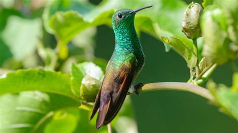 Hummingbirds Found In Arizona: Identification And Characteristics