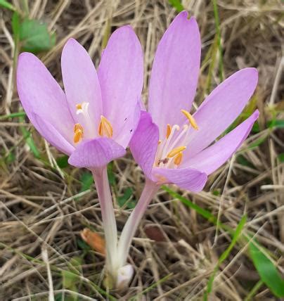 Foto Von Colchicum Autumnale Herbstzeitlose Bl Haspekt