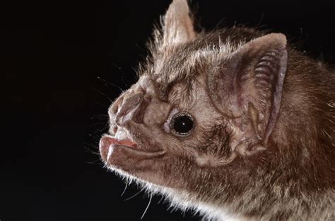 How vampire bats evolved to feed off blood | Popular Science